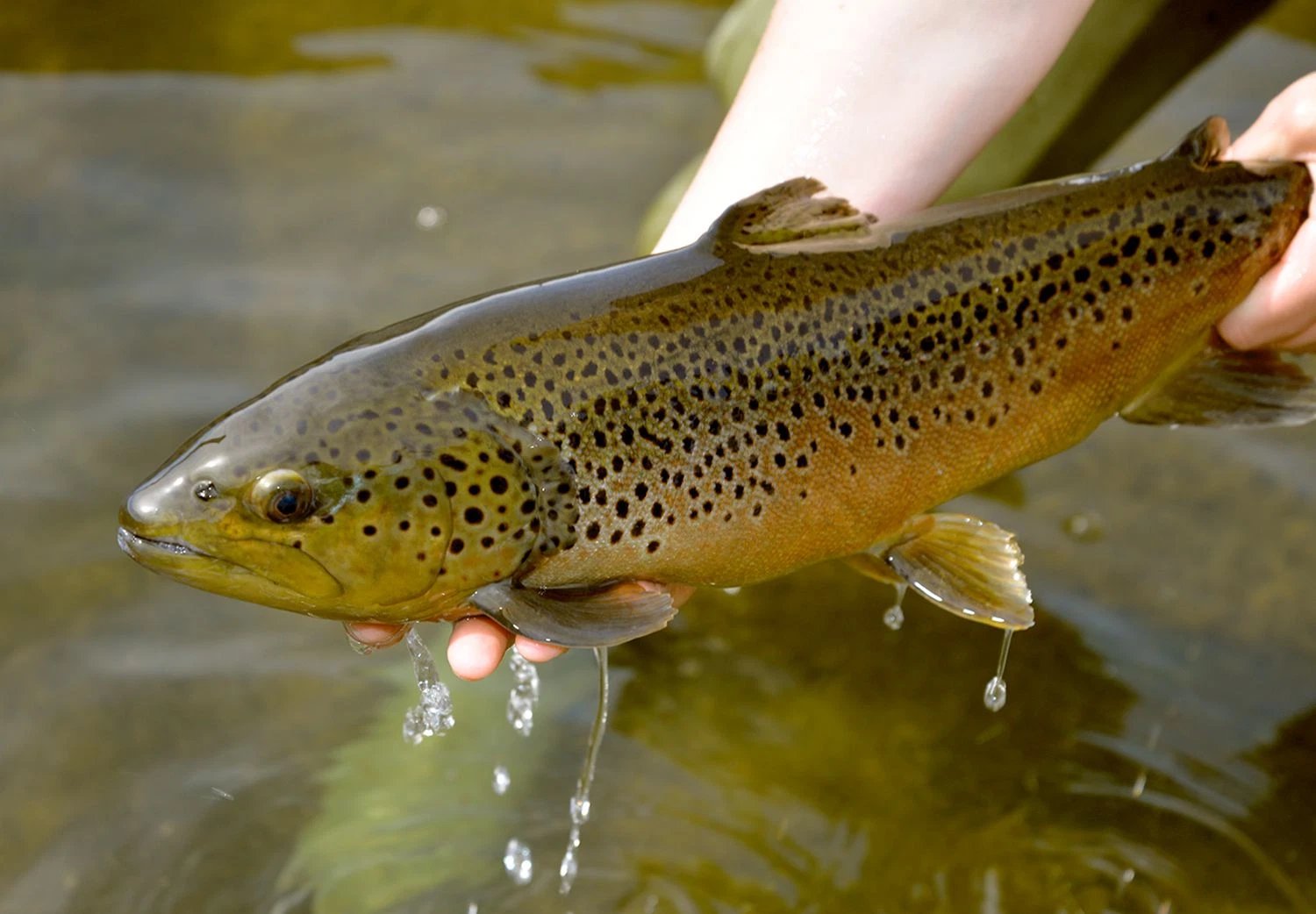 🎣 남향 수산 센터(난고 스이산 센타) 이미지 10
